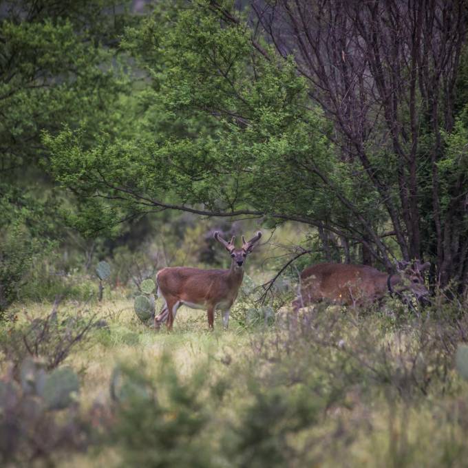 La vasta fauna de la propiedad, deambula con total libertad por el terreno.