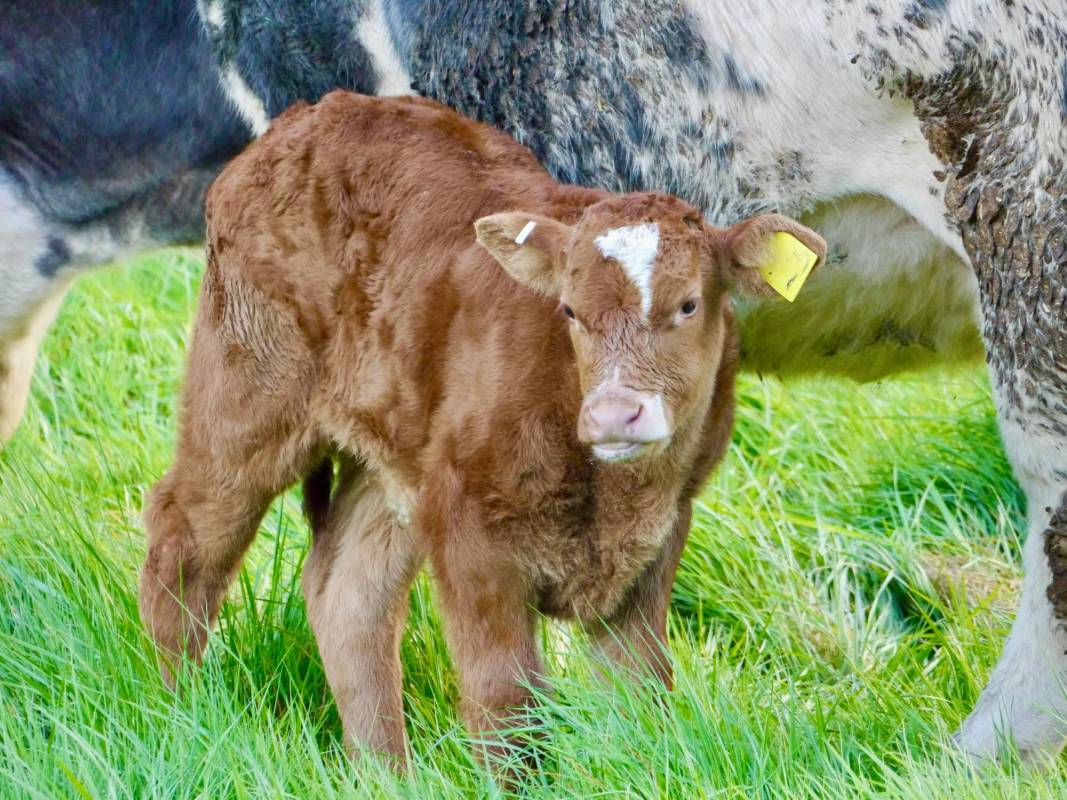 $!Entre otras cosas, el registro del ganado también permite llevar un correcto orden del historial de salud del animal.