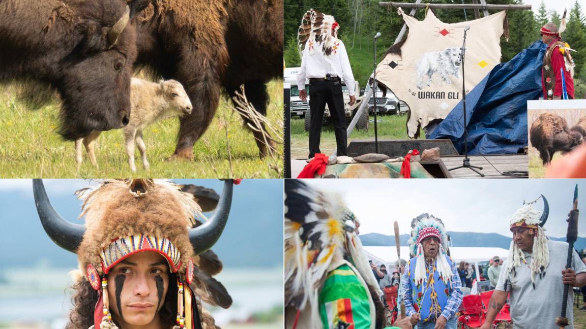 Tribus nativas americanas honran el nacimiento de un bisonte blanco en el Parque Nacional de Yellowstone