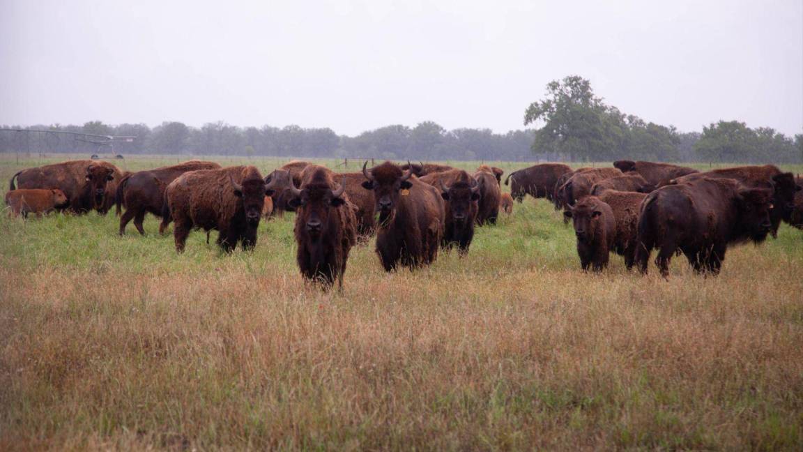 Buscan reintegrar ejemplares de Bisonte Americano y otras especies al Valle de Cuatro Ciénegas