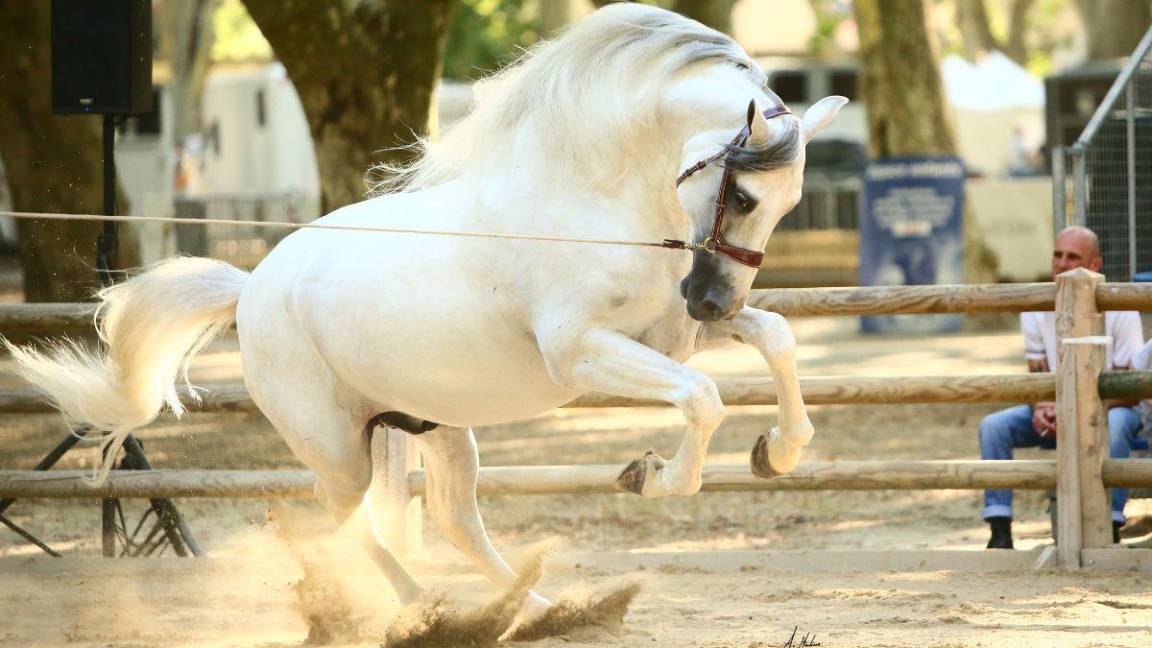 ¡No te pierdas ningún detalle del Festival Internacional del Caballo Lusitano que será en Juriquilla, Querétaro del 3 al 6 de octubre!