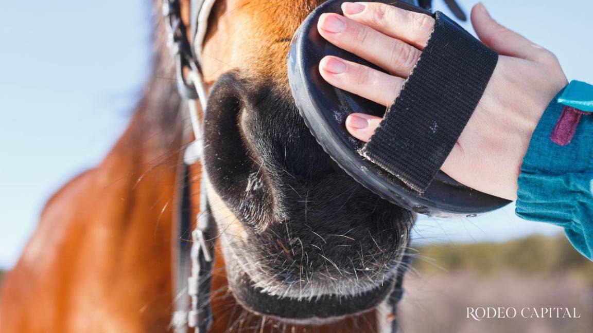 Tips para el cuidado de los equinos en invierno