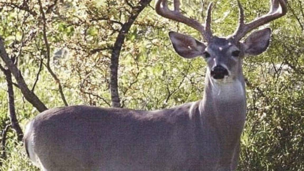 Texas: Arranca temporada de cacería, prevén importante derrama económica