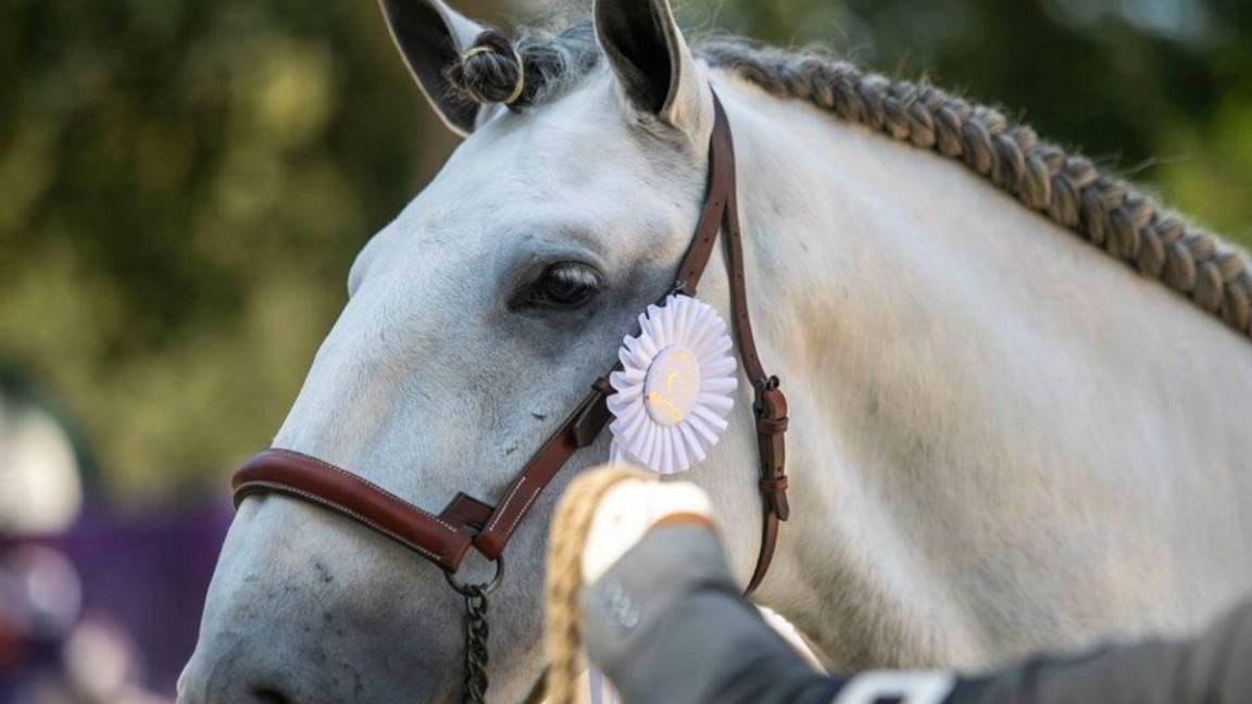 Es Querétaro escenario del Festival Internacional del Caballo Lusitano