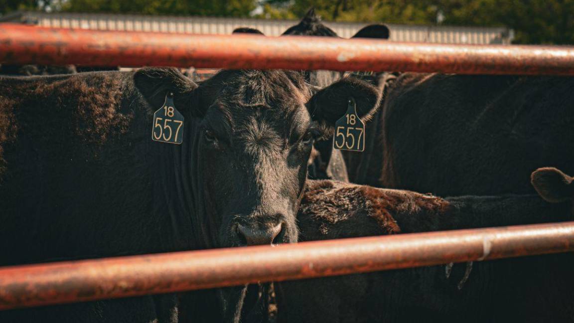 Subasta Coahuila toros mejorados genéticamente, para impulsar sector ganadero