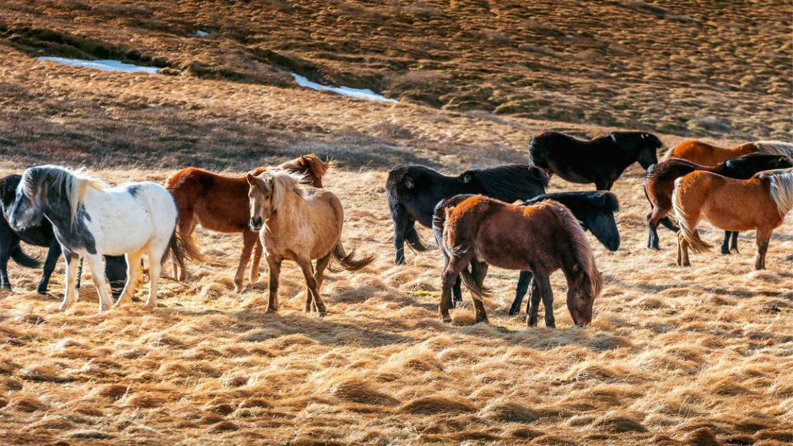 Más de 40 caballos mueren tras comer alimento que contenía monensina