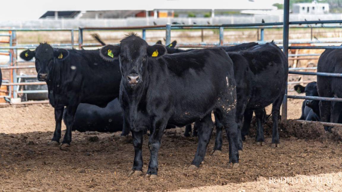 Suspenden exportaciones de ganado bovino de Coahuila a EU debido a crisis sanitaria