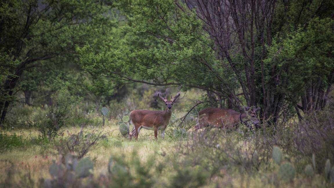 Ranchos Emblemáticos: Rancho San Juan