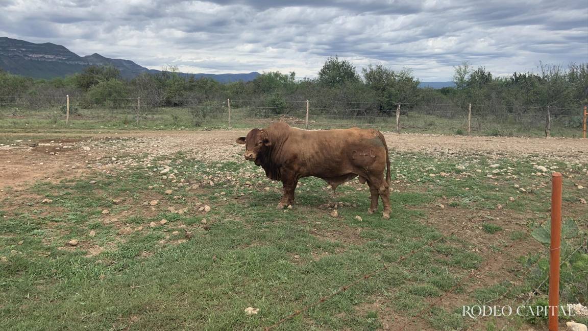 Rancho San Juan celebrará su 50 aniversario con subasta y festejo en El Regalo