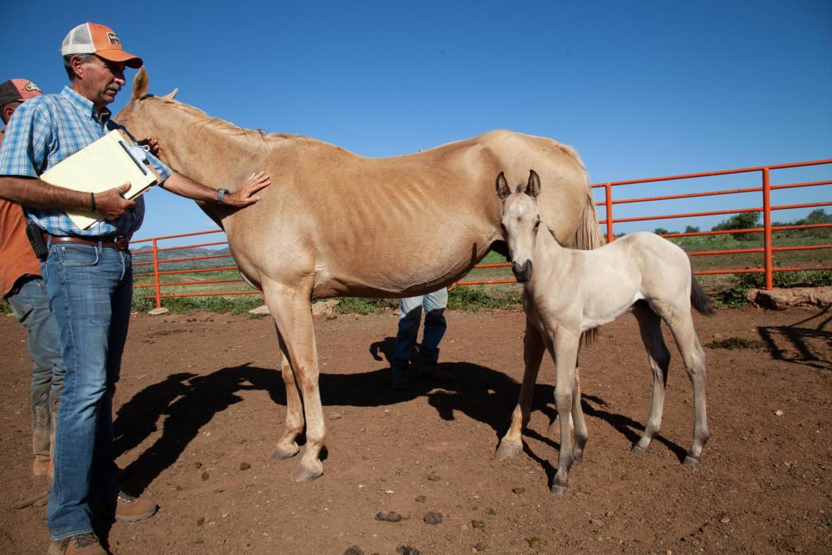 $!Desde 1989 don Bernardo López administra el rancho San Juan.