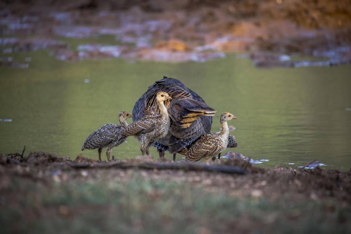 $!La fauna del rancho San Juan deambula a lo largo de la propiedad.