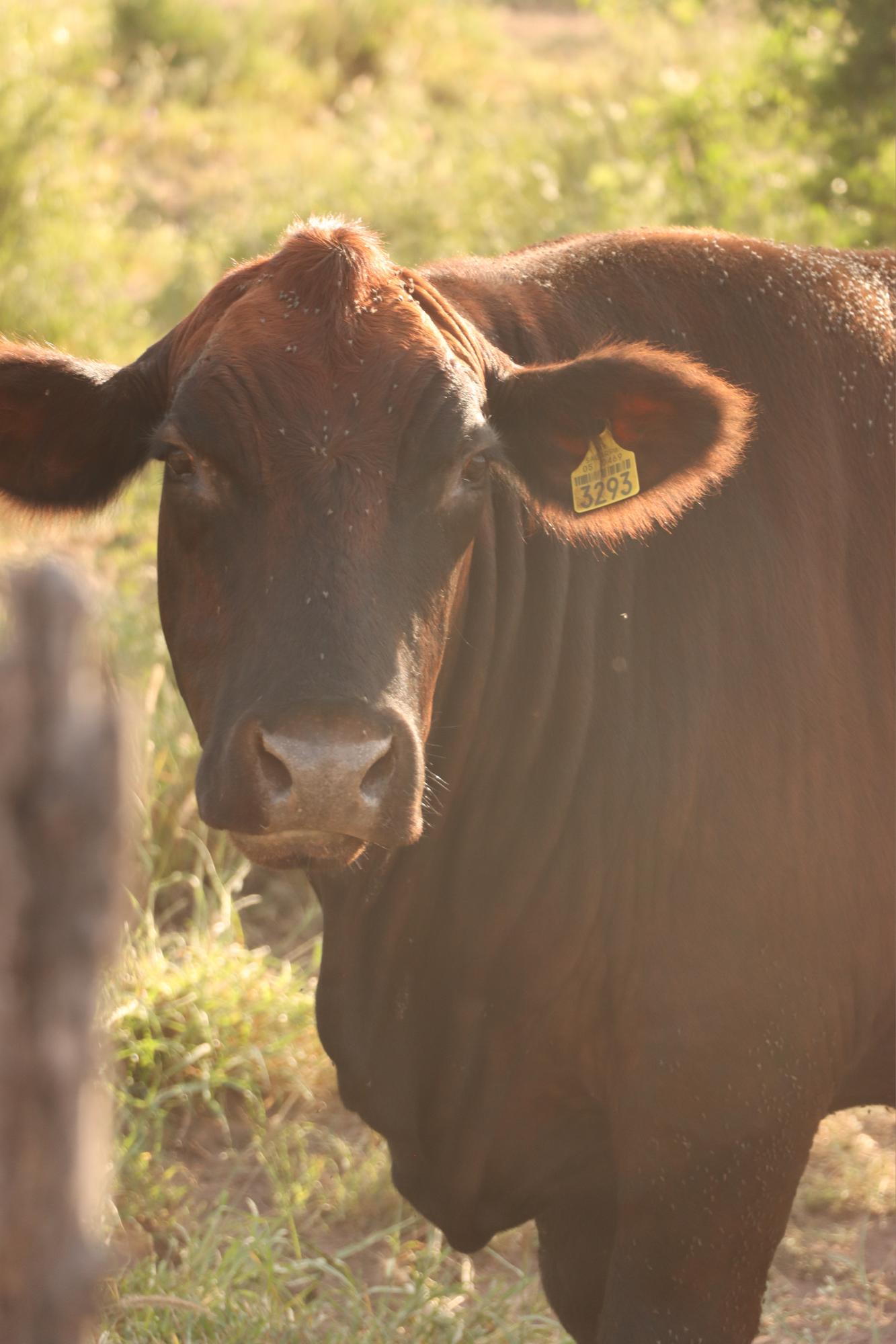 $!Rancho Santa Elena: producción ganadera de la más alta calidad