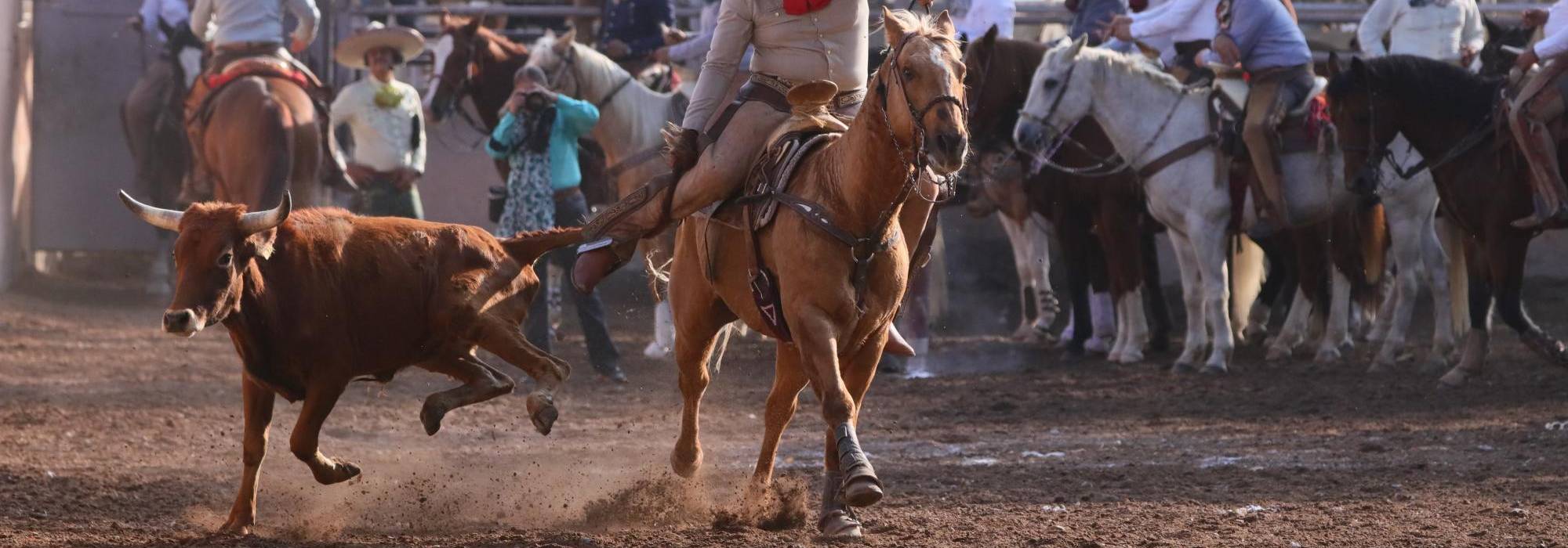 Octavo Circuito Charro Coahuilense, concluye con éxito: Hacienda La Purísima se queda el título 