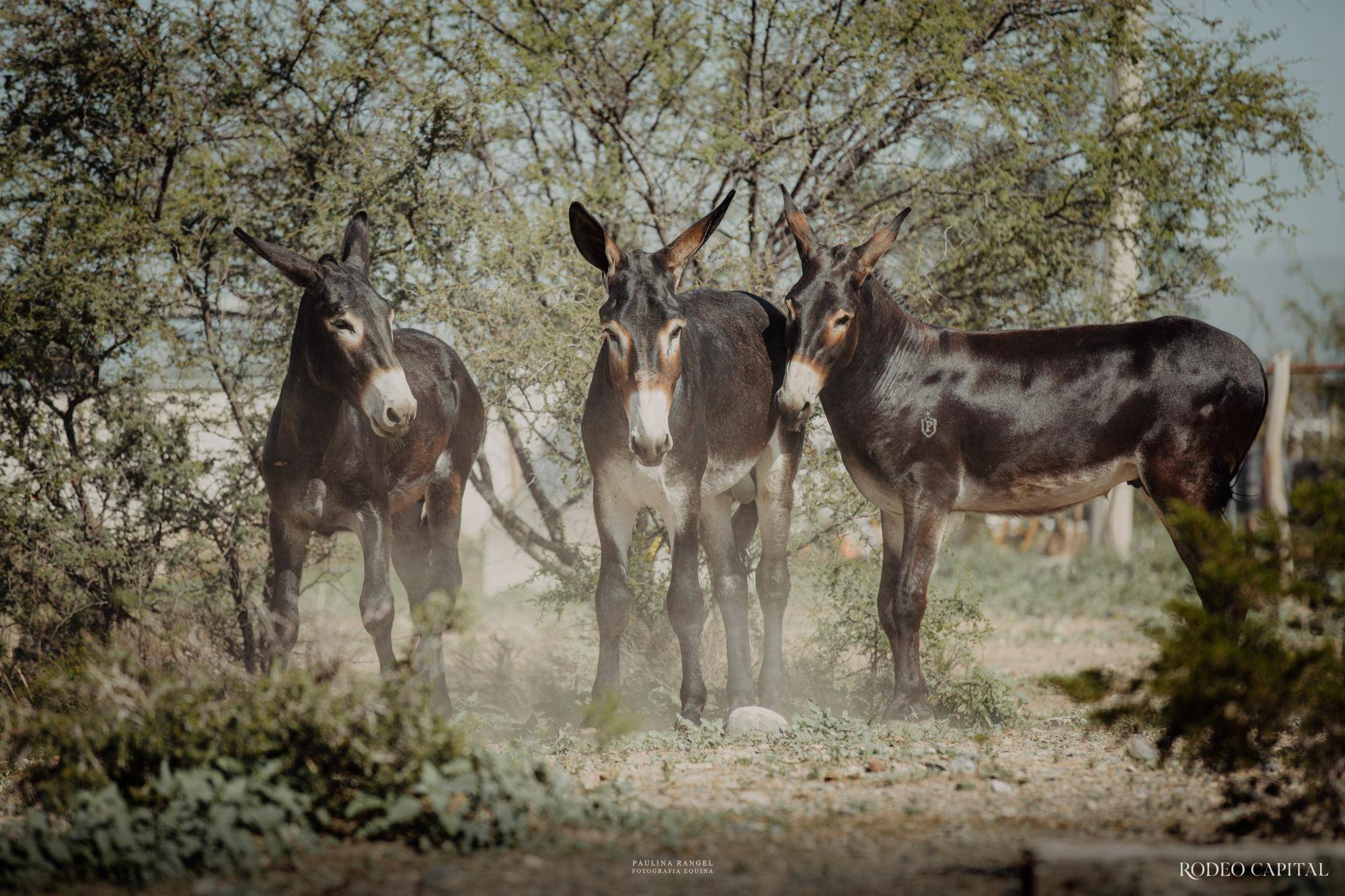 $!Nuestros Expertos: híbridos especiales, burros manaderos y caballo burrero