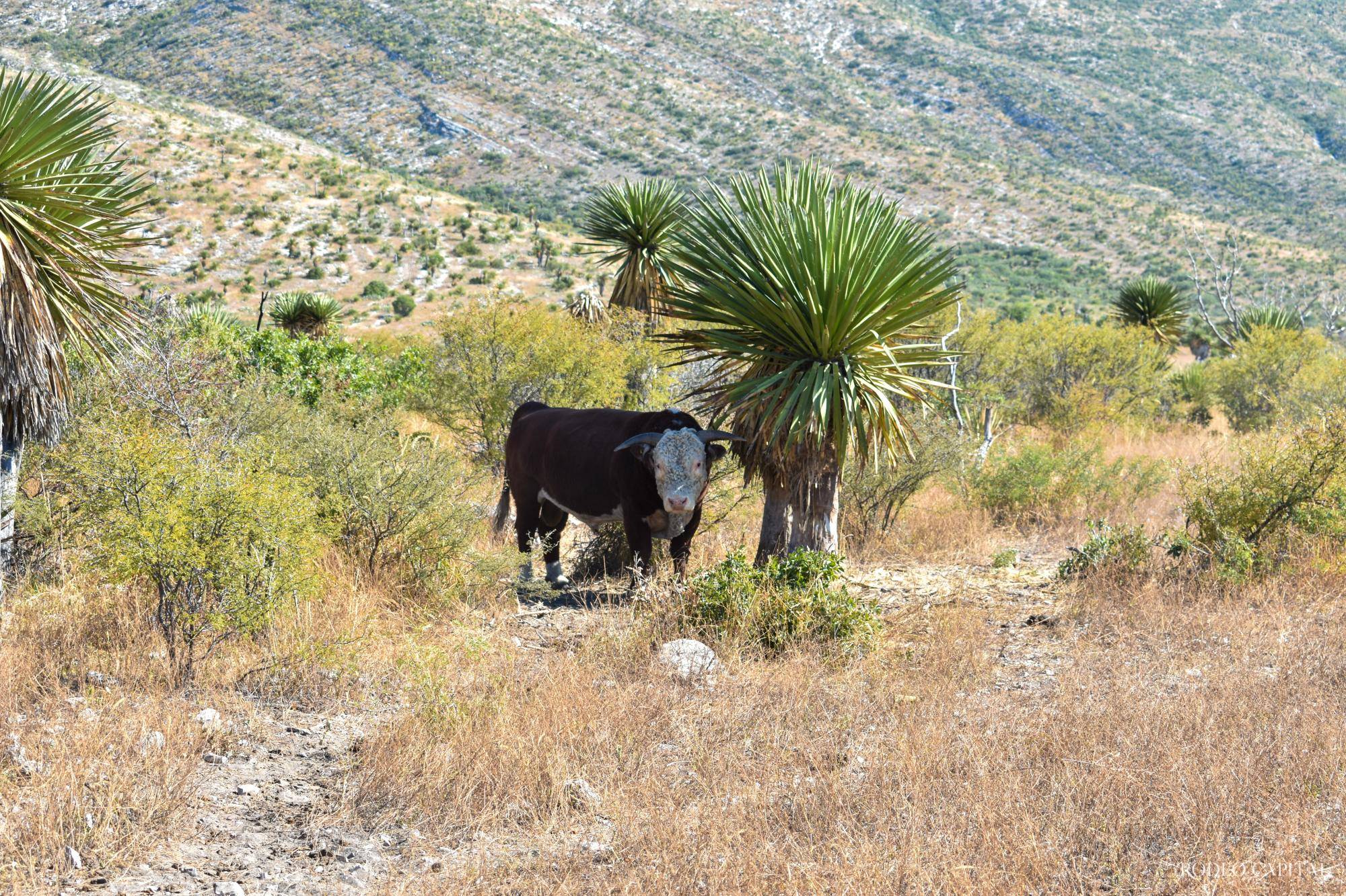 $!Ranchos Emblemáticos: Valle Colombia, la herencia de una estirpe ganadera