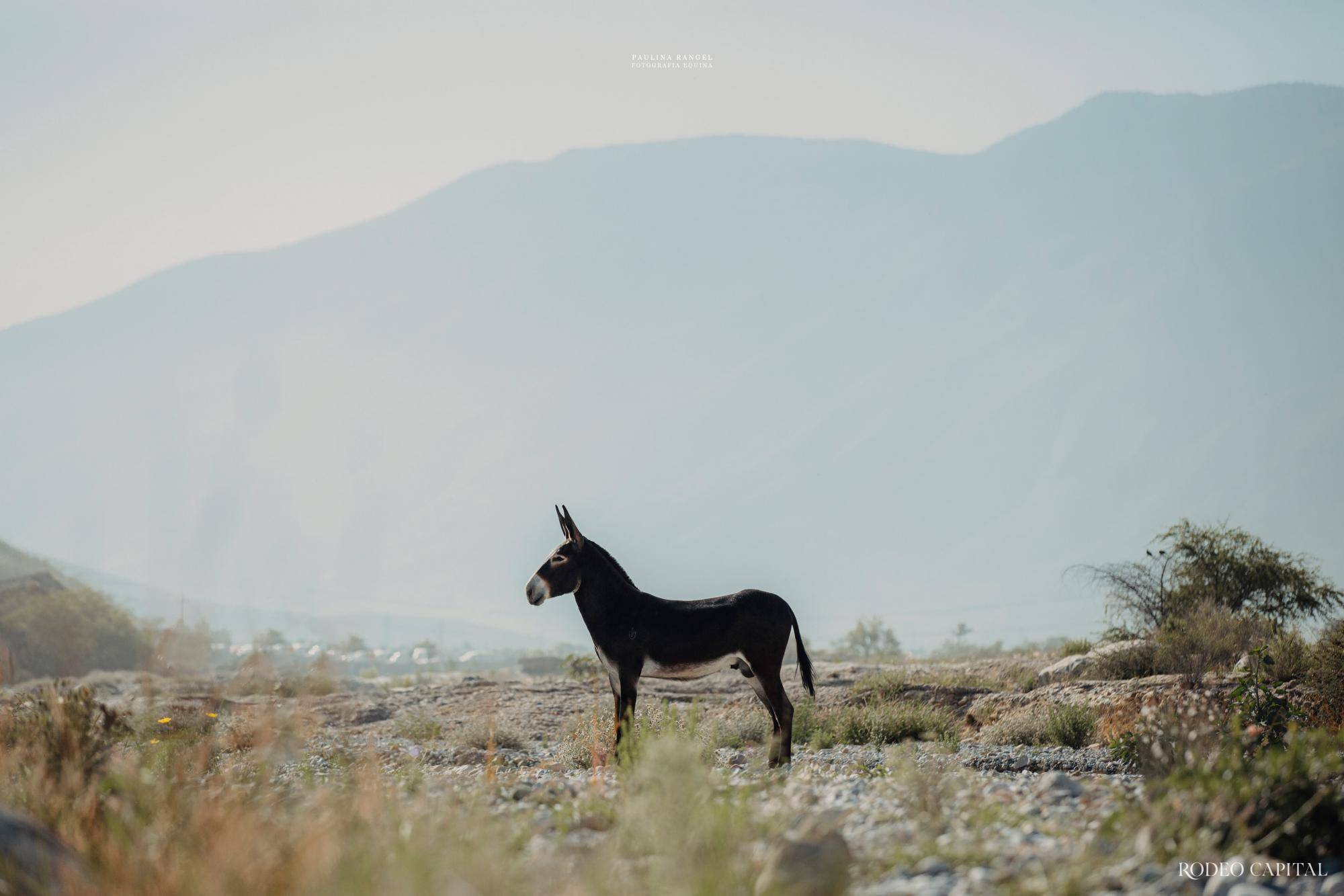 $!Nuestros Expertos: híbridos especiales, burros manaderos y caballo burrero