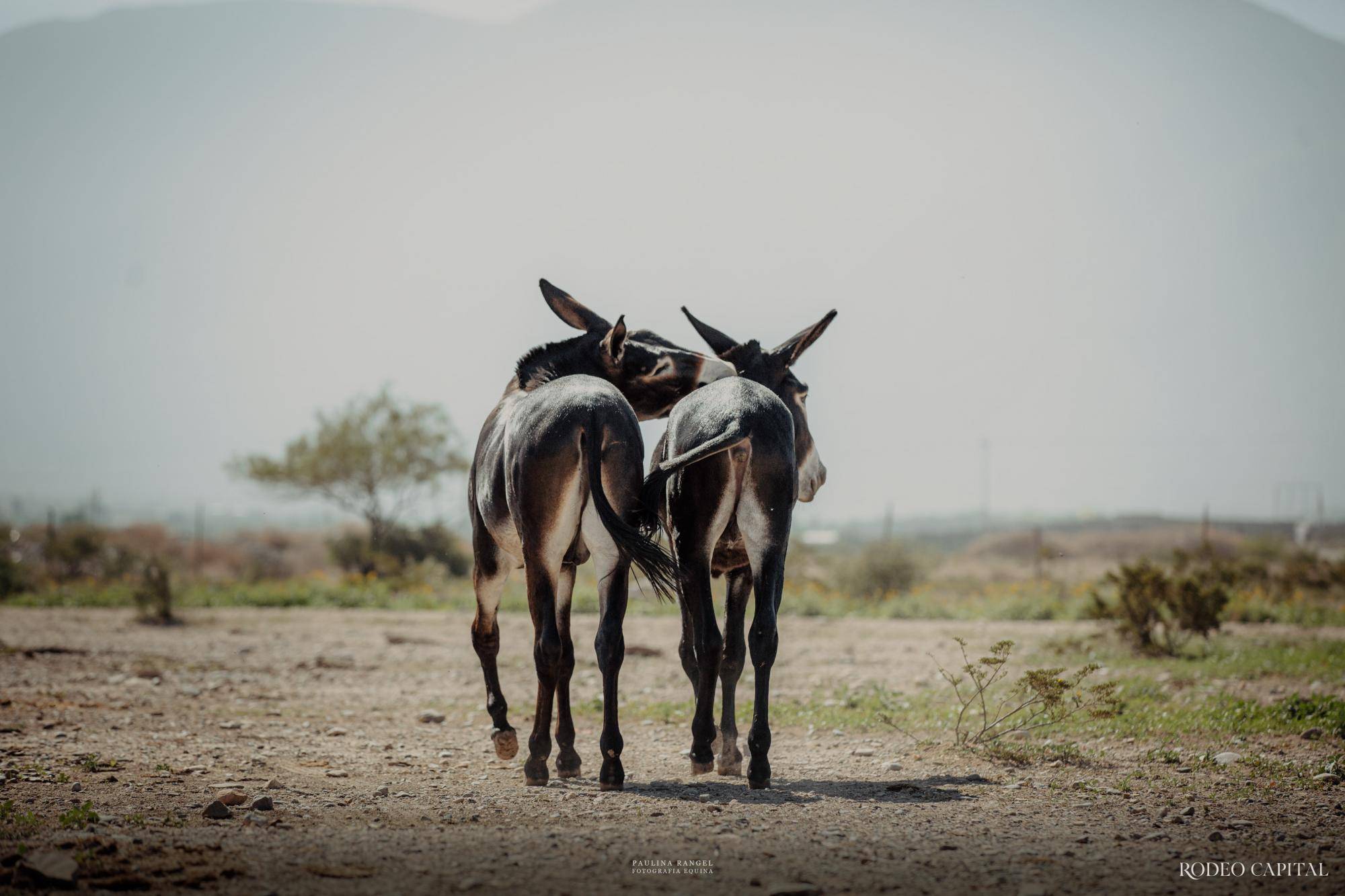 $!Nuestros Expertos: híbridos especiales, burros manaderos y caballo burrero