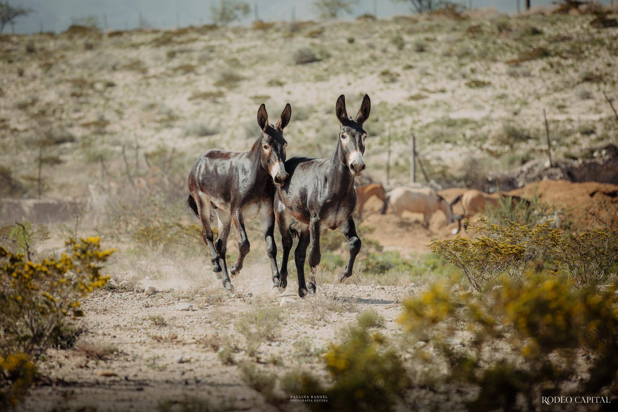 $!Nuestros Expertos: híbridos especiales, burros manaderos y caballo burrero