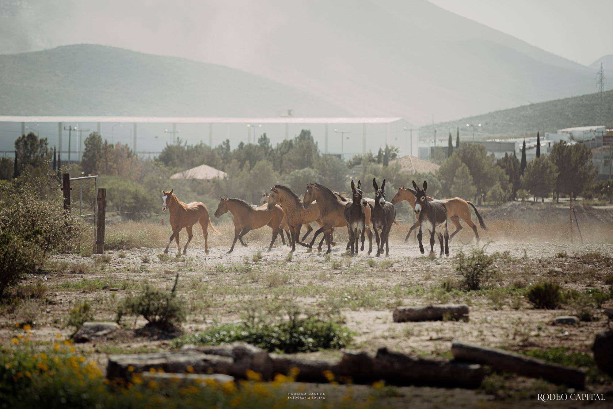 $!Nuestros Expertos: híbridos especiales, burros manaderos y caballo burrero