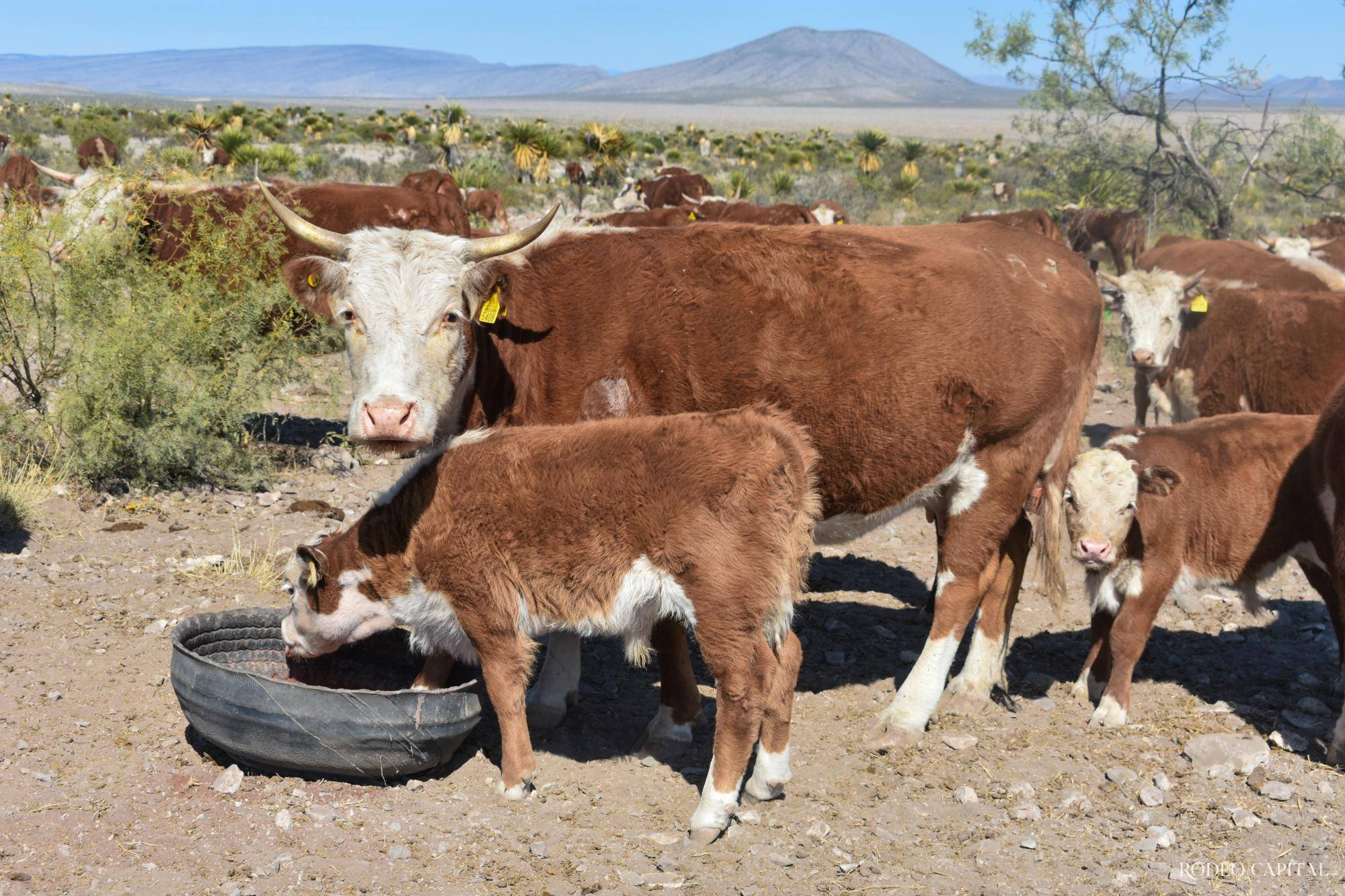 $!Actualmente además de la venta de novillos, también venden carne.