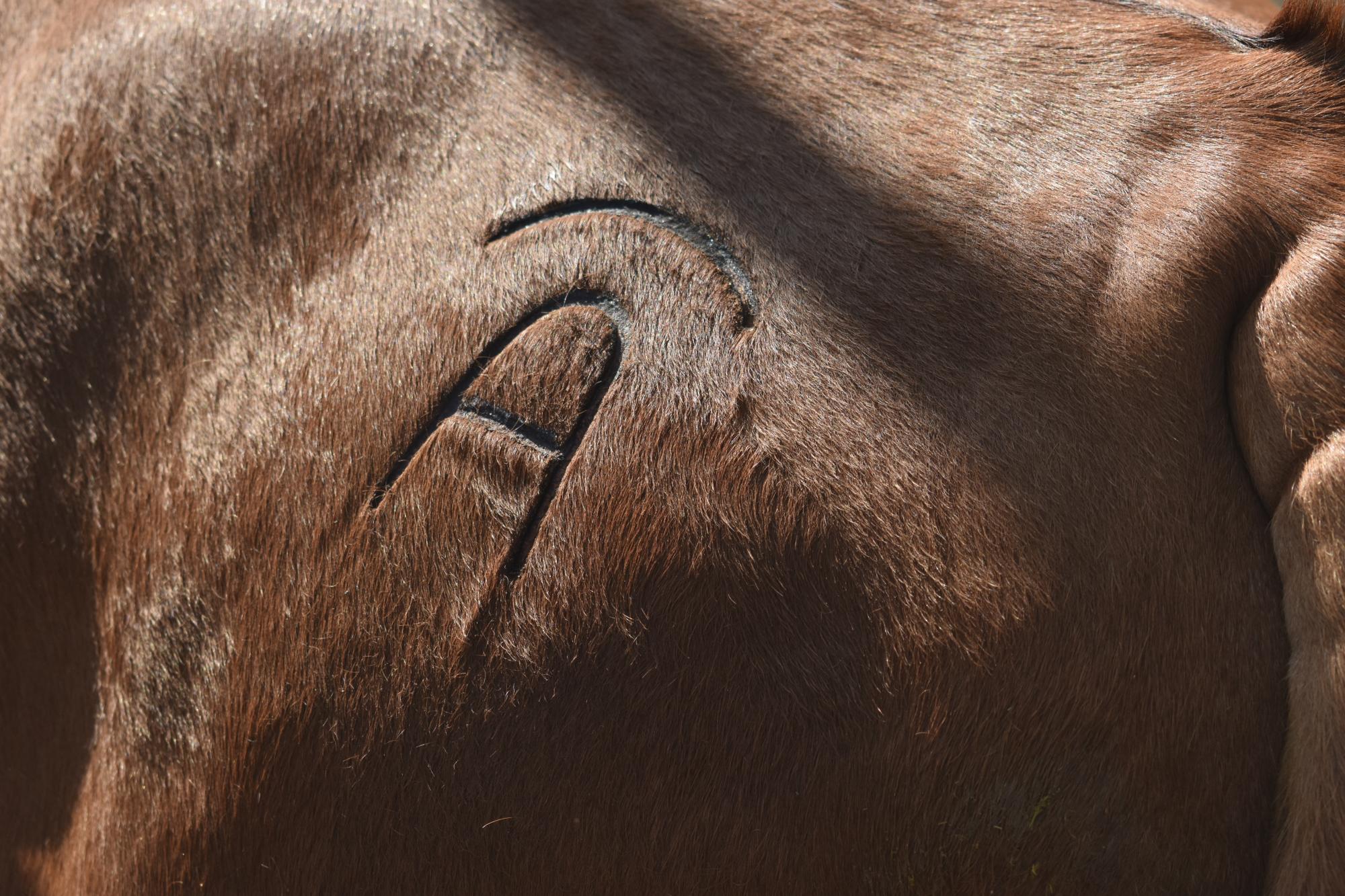 $!Rancho Los Pintos: una apuesta al equilibrio ecológico