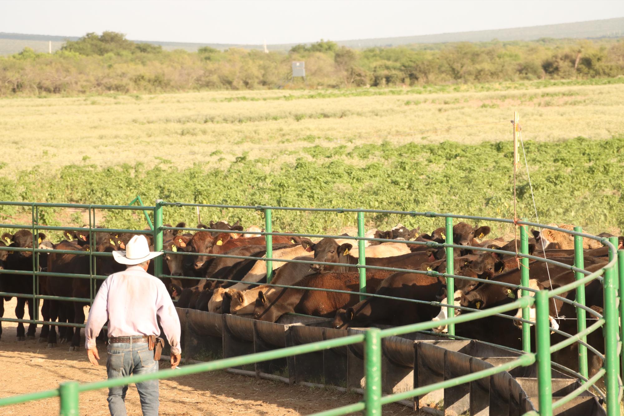 $!La raza angus es productora de carne de excelente calidad, jugosa, veteada y tierna.