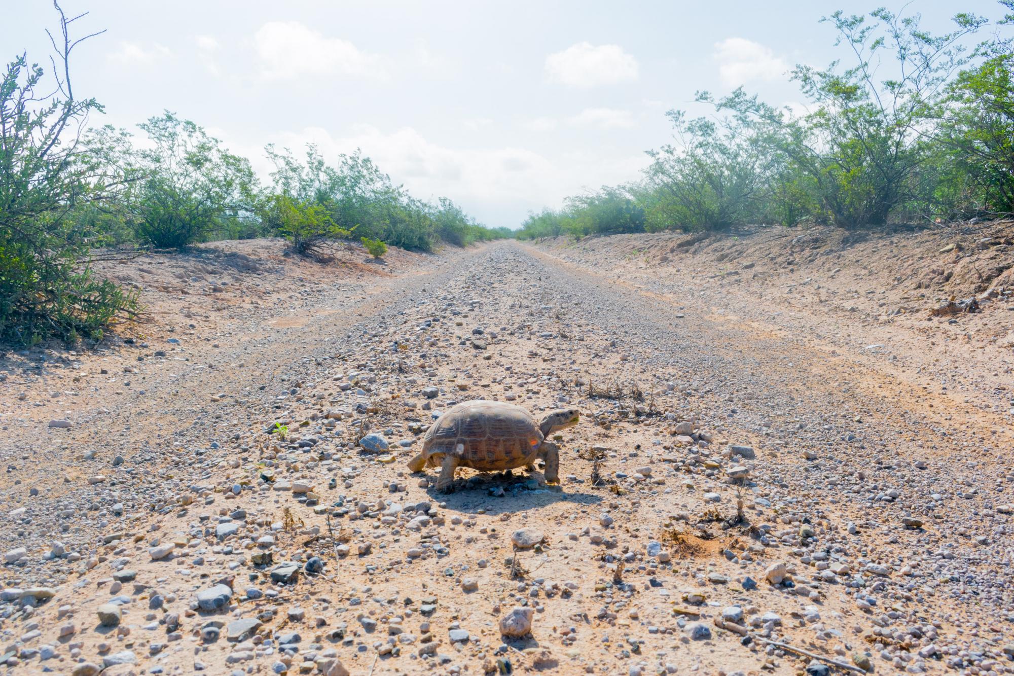 $!Rancho San Antonio: una ventana abierta hacia la historia