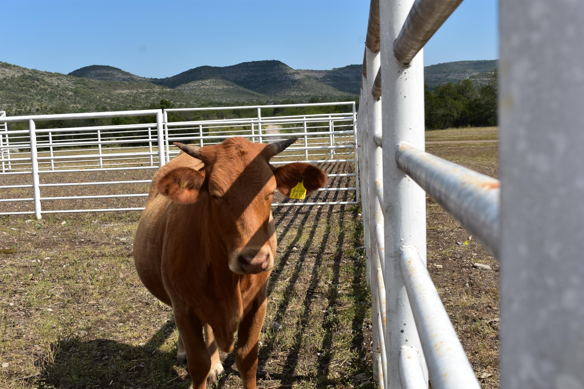 $!Rancho Los Pintos: una apuesta al equilibrio ecológico