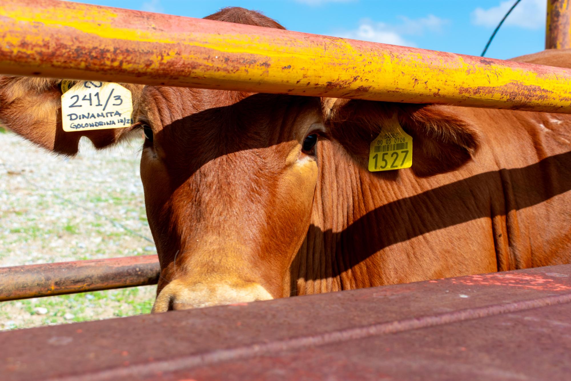 $!Rancho San Antonio: una ventana abierta hacia la historia