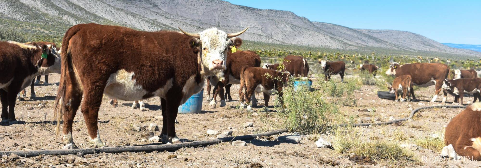 Ranchos Emblemáticos: Valle Colombia, la herencia de una estirpe ganadera