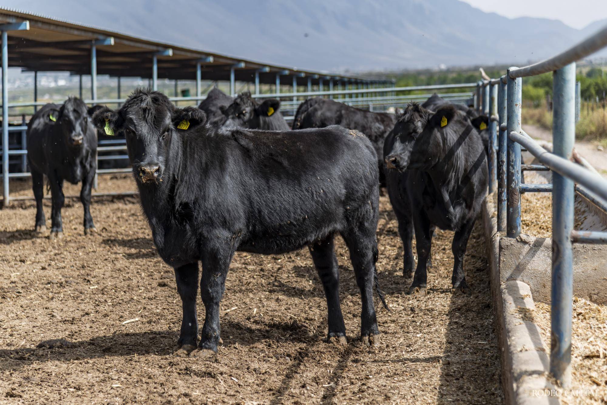 $!El ganado del que se obtiene la carne es Angus, criado en ranchos coahuilenses.