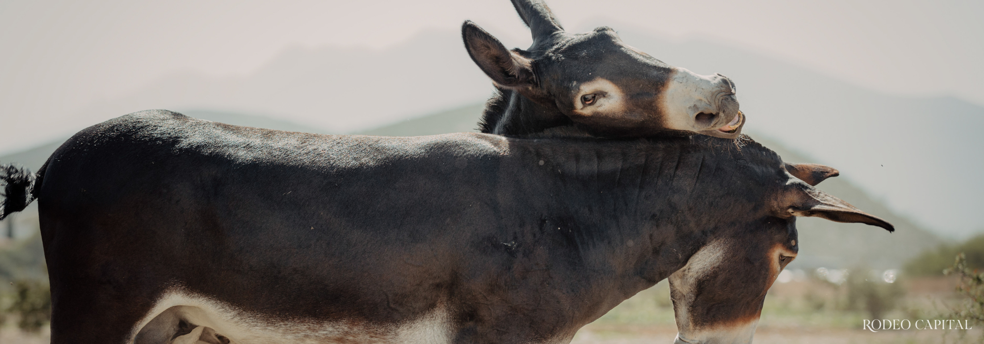 Nuestros Expertos: híbridos especiales, burros manaderos y caballo burrero