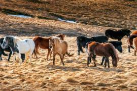 Aquellos equinos que no fallecieron, tendrán daños cardiacos el resto de su vida.