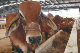 Por la frontera de Acuña se exporta el mejor ganado de Coahuila, estos animales tienen cruzas con ejemplares suizos y franceses.