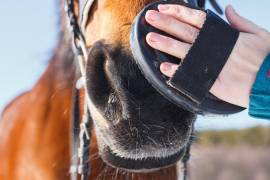 Sigue esta serie de recomendaciones para mantener a tu caballo seguro y cómodo en invierno.