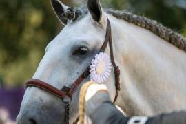 El caballo Lusitano reúne a criadores nacionales e internacionales durante tres días en el municipio de Pedro Escobedo, Querétaro.