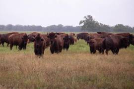 El bisonte está experimentando un renacimiento en México, en la que fue su hábitat natural.