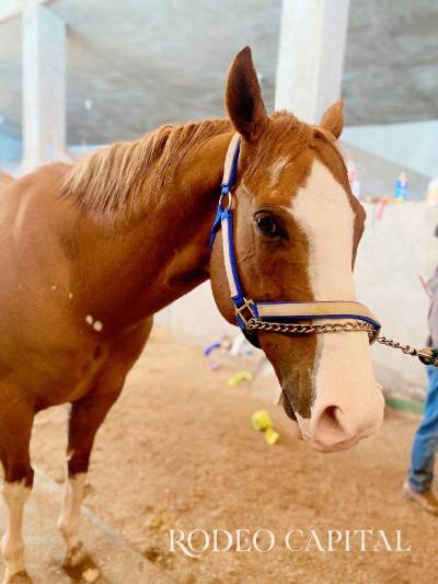 Muere ‘El Payaso’, el caballo de carreras más famoso de Culiacán