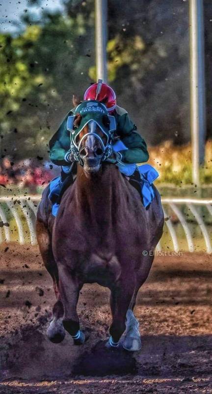 Muere ‘El Payaso’, el caballo de carreras más famoso de Culiacán