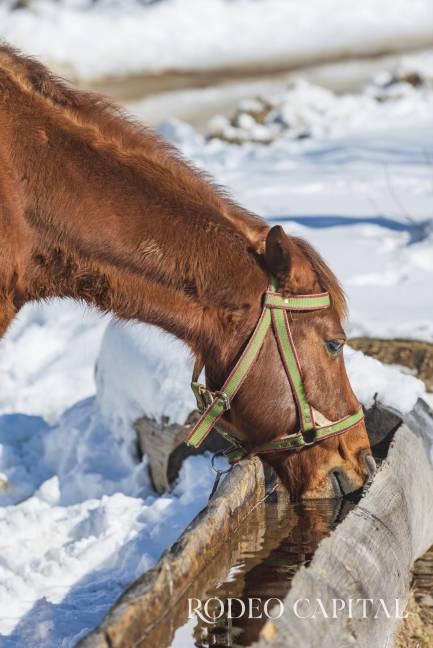 $!En la temporada invernal, la ingesta de agua es fundamental para la digestión del equino, no dejes de atenderla.