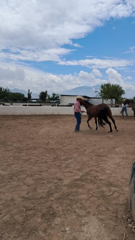 $!David Alonso puso en práctica sus conocimientos ecuestres.