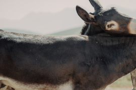 Nuestros Expertos: híbridos especiales, burros manaderos y caballo burrero