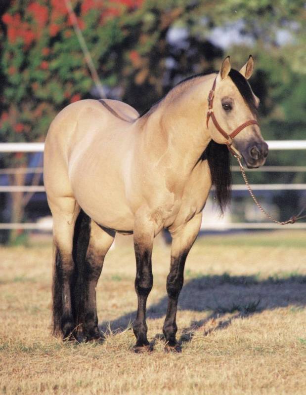 $!Caballos leyenda: Hollywood Dun It, un ícono del Reining