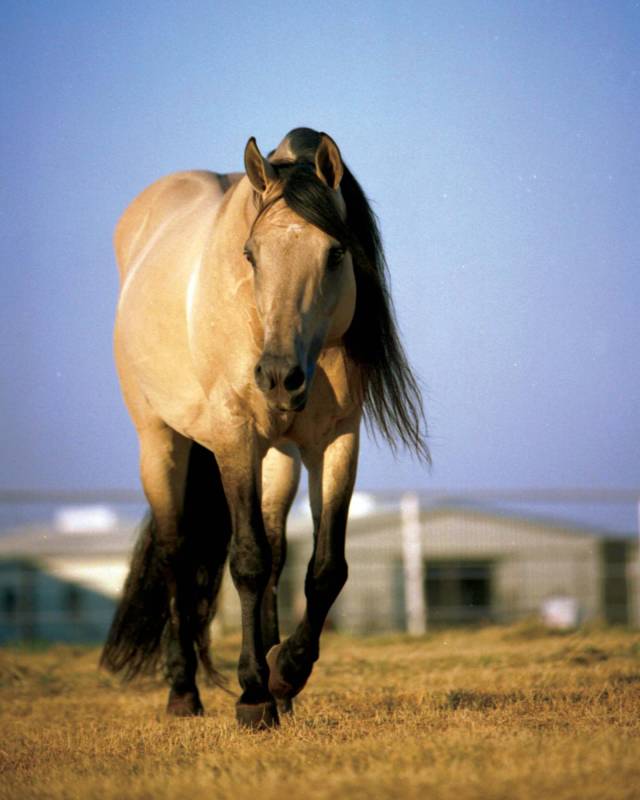 $!Caballos leyenda: Hollywood Dun It, un ícono del Reining