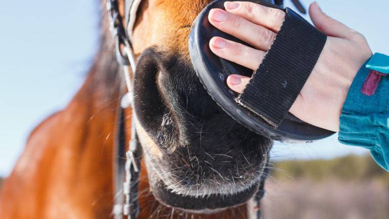 Sigue esta serie de recomendaciones para mantener a tu caballo seguro y cómodo en invierno.