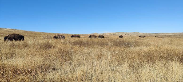 $!Bisontes americanos en su entorno en Coahuila.