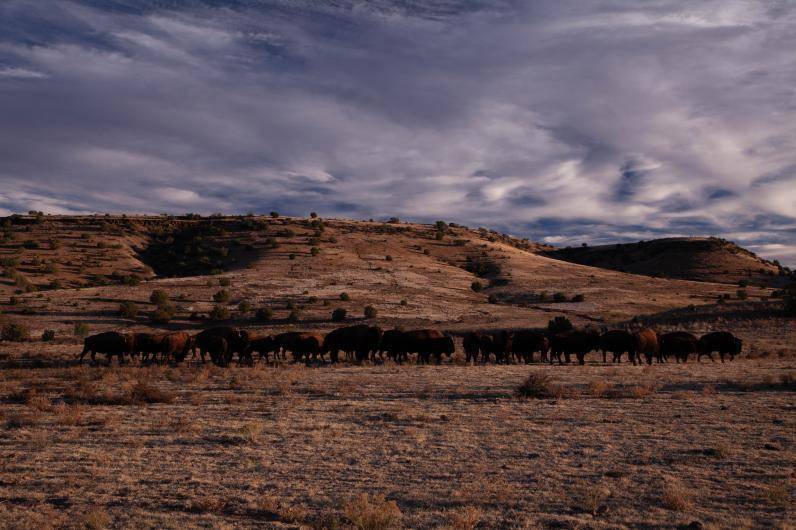 $!Vista aérea de los bisontes en Coahuila.