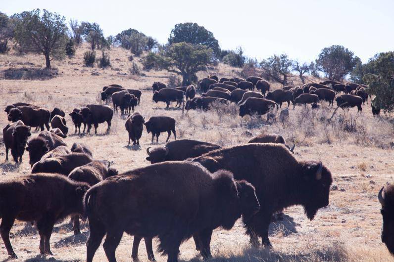 $!El rancho El Uno ya envió 18 bisontes en 2018 a Maderas del Carmen al norte de Coahuila y en 2021 enviaron otros 22.