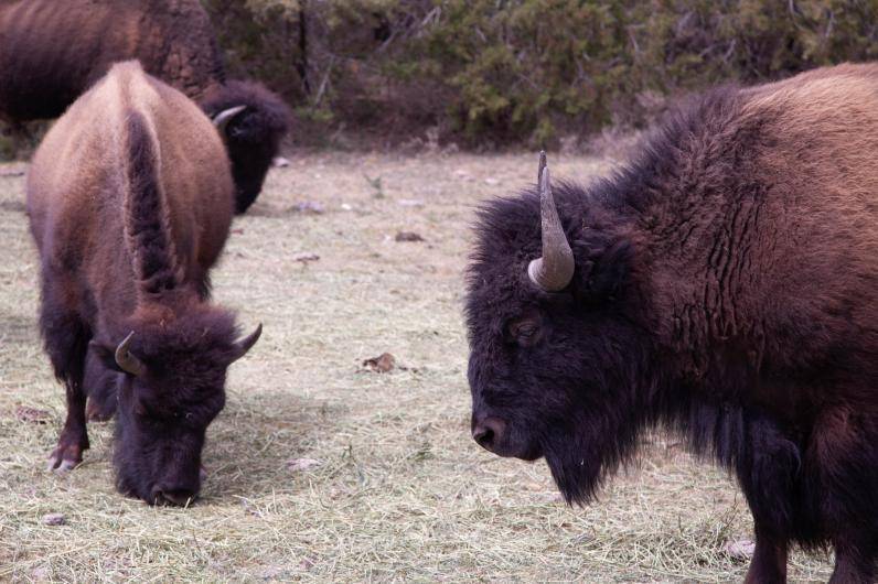 $!Ejemplar de bisonte americano, especie que se busca preservar y reintroducir en Coahuila.