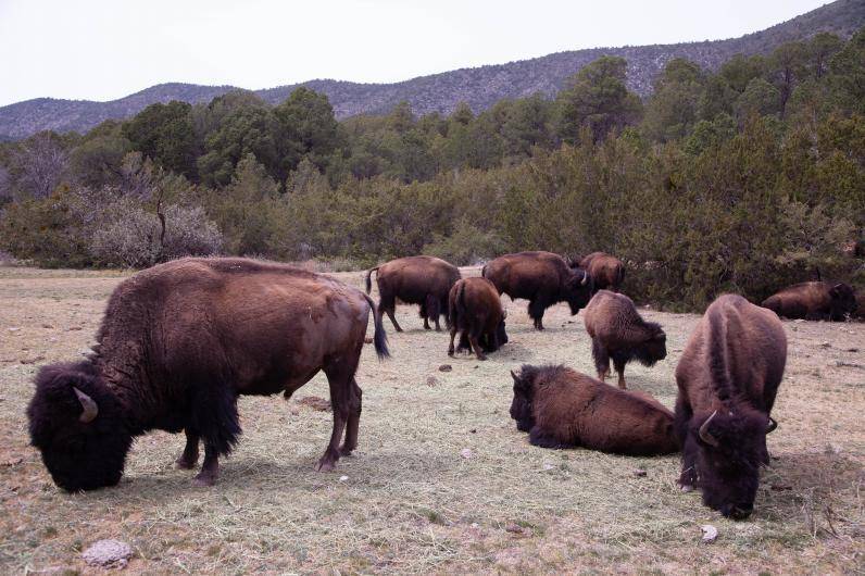 $!Área montañosa que delimita naturalmente El Santuario sería ideal para la reintroducción de especies.